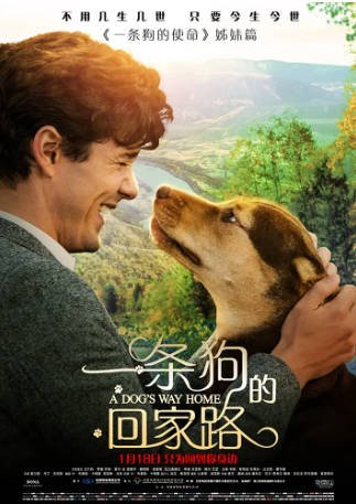 美国电影《一条狗的回家路》[2019年][冒险][夸克网盘][中文字幕]-交个盘友影视资料资源网